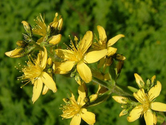 Hypericum hirsutum  